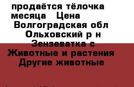 продаётся тёлочка 2,5 месяца › Цена ­ 15 000 - Волгоградская обл., Ольховский р-н, Зензеватка с. Животные и растения » Другие животные   